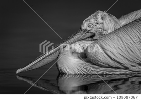Mono close-up of pelican reflected in water 109087067