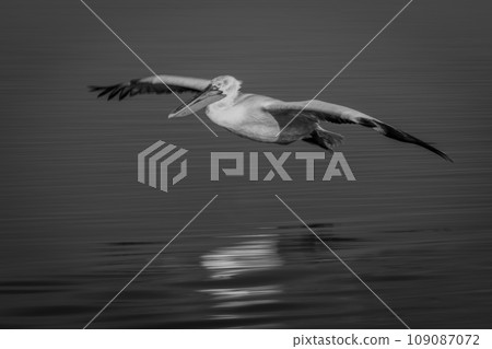 Mono pelican glides over lake with reflection 109087072