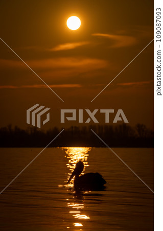 Pelican crosses reflection of sun in lake Pelican crosses reflection of sun in lake 109087093