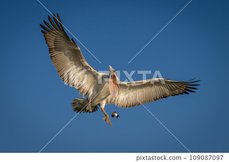 Pelican drops fish in clear blue sky Pelican drops fish in clear blue sky 109087097