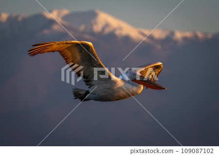 Pelican flies by mountains in golden light Pelican flies by mountains in golden light 109087102