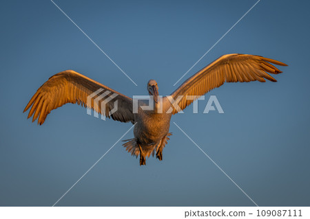 Pelican flies in blue sky spreading wings 109087111