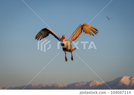 Pelican flies in blue sky with another Pelican flies in blue sky with another 109087114