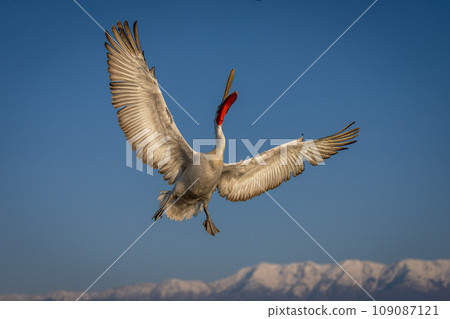 Pelican flies opening beak near snow-capped mountains Pelican flies opening beak near snow-capped mountains 109087121