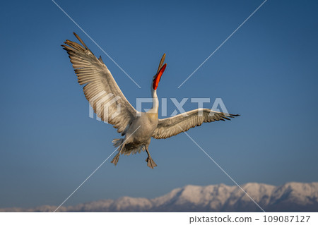 Pelican flies opening bill near snow-capped mountains 109087127