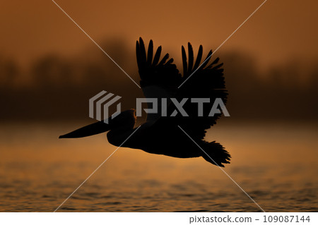 Pelican flies silhouetted at sunrise above water 109087144