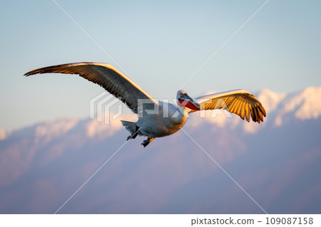 Pelican flies through blue sky near mountains Pelican flies through blue sky near mountains 109087158