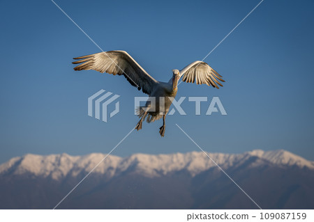 Pelican flies through blue sky over mountains Pelican flies through blue sky over mountains 109087159