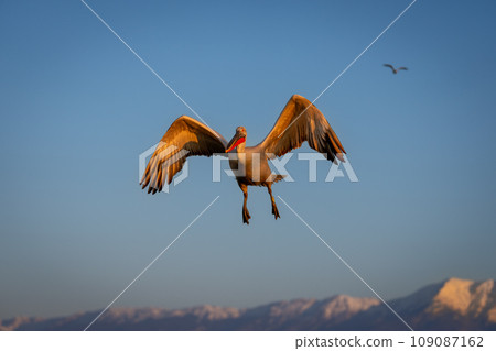 Pelican flies through blue sky with another Pelican flies through blue sky with another 109087162