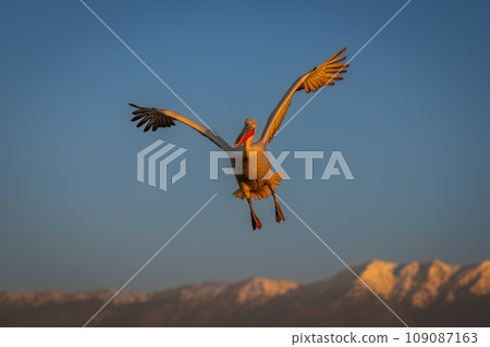 Pelican flies under blue sky above mountains 109087163