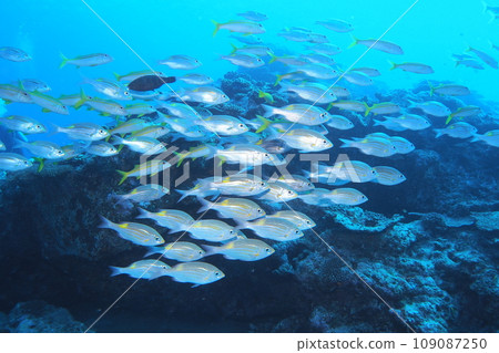 成群結隊在珊瑚礁、鋸魚淺灘上的魚 成群結隊在珊瑚礁、鋸魚淺灘上的魚 109087250