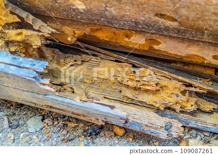 The trunk of a tree that has been confirmed by woodworm beetles and has been perforated and turned into dust and powder. The concept of destruction, aging, decomposition The trunk of a tree that has been confirmed by woodworm beetles and has been perforated and turned into dust and powder. The concept of destruction, aging, decomposition 109087261