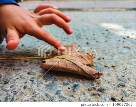 Rough asphalt on which lies a blurred autumn dry maple leaf and a child's hand touches it with a finger. Children's fun and games in nature, outdoors in different seasons Rough asphalt on which lies a blurred autumn dry maple leaf and a child's hand touches it with a finger. Children's fun and games in nature, outdoors in different seasons 109087262