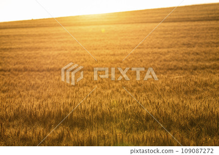 Patchwork hill at sunset, wheat field, Biei Town, Hokkaido 109087272