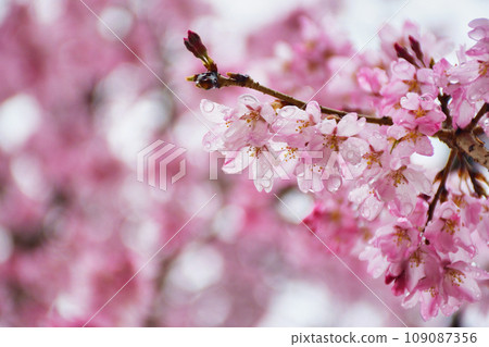 圓光寺美麗的櫻花（京都市左京區） 109087356