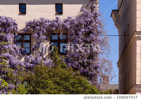 The side of a building is beautifully decorated with purple wisteria. The flowers hang down, surrounding the windows and covering the wall The side of a building is beautifully decorated with purple wisteria. The flowers hang down, surrounding the windows and covering the wall 109087437