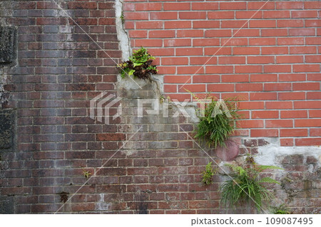 [Texture] Brick wall with grass growing on it 109087495