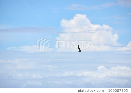 A seagull flapping in the sky A seagull flapping in the sky 109087505