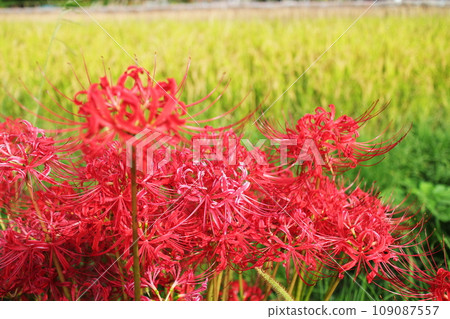 Red spider lily watching over the rice fields during harvest time 109087557