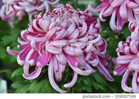 large purple chrysanthemum 109087599