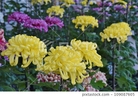 Colorful chrysanthemum flowers Colorful chrysanthemum flowers 109087605