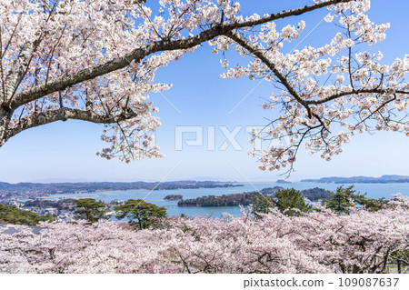 從宮城縣松島町西行莫東之松公園眺望櫻花和松島灣 從宮城縣松島町西行莫東之松公園眺望櫻花和松島灣 109087637