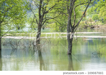 Lake Shirakawa during high water season, submerged forest, Iide Town, Yamagata Prefecture 109087881