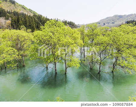 山形縣飯豐町豐水期的白河湖、水下森林 山形縣飯豐町豐水期的白河湖、水下森林 109087884