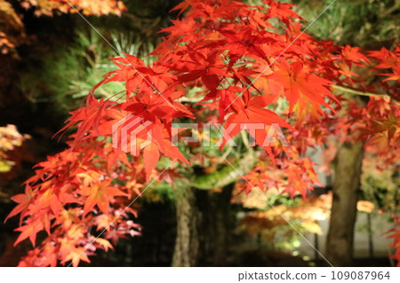 Autumn leaves Lighted up Momiji 109087964