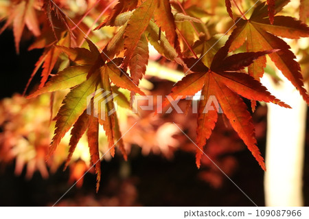 秋葉點燃了Momiji 109087966