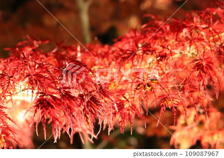 秋葉點燃了Momiji 109087967