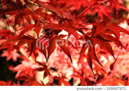 秋葉點燃了Momiji 109087972