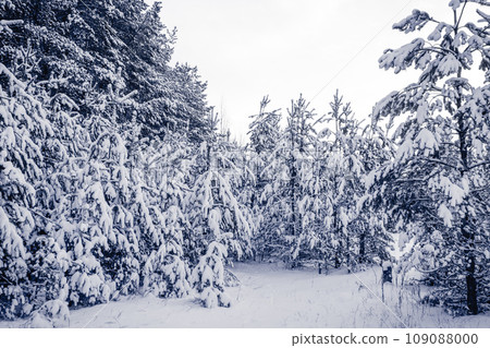 Forest Covered by Snow in Winter Landscape Forest Covered by Snow in Winter Landscape 109088000