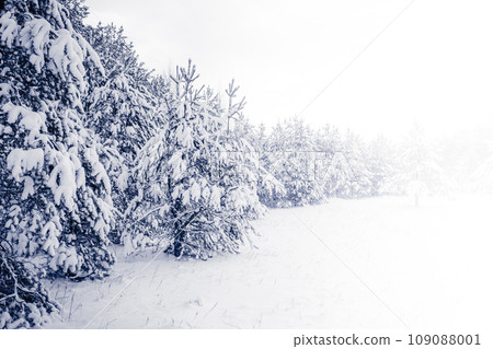 Forest Covered by Snow in Winter Landscape 109088001