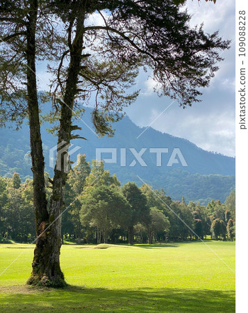 Beautyful green landscape of Handara at sunny day Beautyful green landscape of Handara at sunny day 109088228