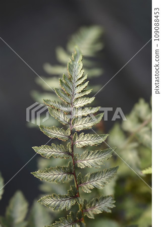 Painted Lady Fern 109088453