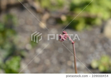 Coral Bells Coral Bells 109088454