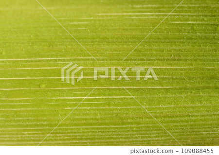 Corn husk Corn husk 109088455