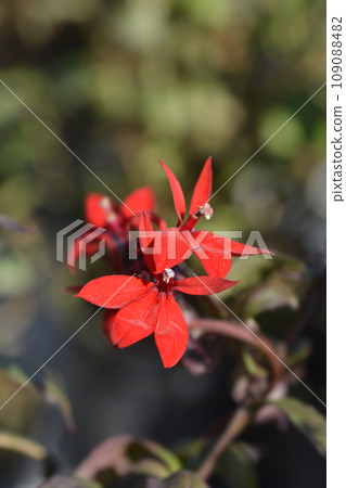 Lobelia Starship Scarlet Lobelia Starship Scarlet 109088482