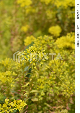 Rock stonecrop Angelina 109088483