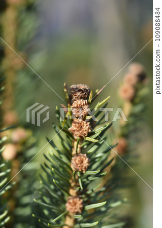 Cupressina Norway spruce 109088484
