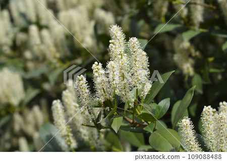 Laurel cherry Laurel cherry 109088488