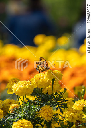 Butterfly perched on a flower in a flower field 109088637