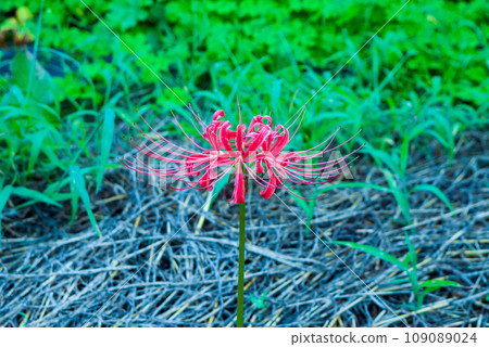 紅蜘蛛百合的深紅色花朵 109089024
