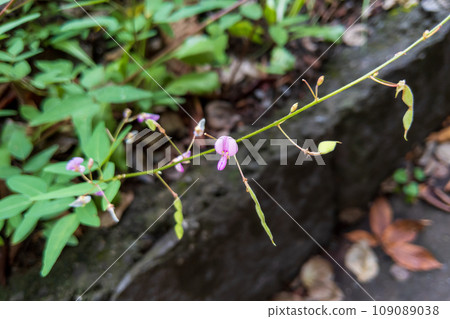 Purple flowers of the aretinus chinensis blooming on the roadside 109089038