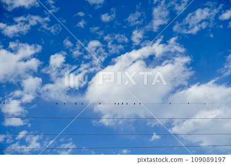 Pigeons perched on electric wires, blue sky and clouds 109089197