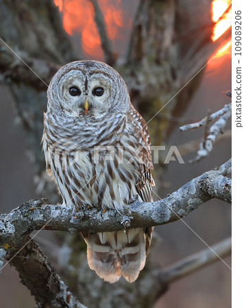 Barred Owl standing on a tree branch with sunset background, Quebec, Canada Barred Owl standing on a tree branch with sunset background, Quebec, Canada 109089206