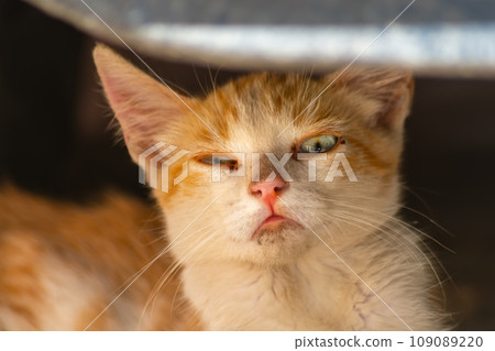 Surprised red kitten under car. On his face is an expression that says that he is confused, confused, did not expect, does not know what to do, is embarrassed, paralyzed from surprise. Meme template 109089220