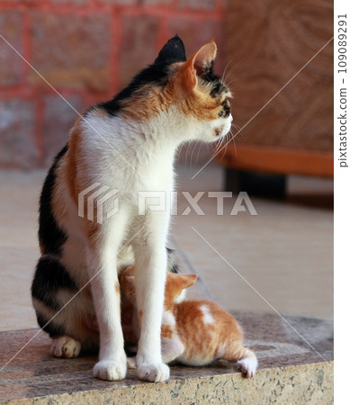 Street cat and its cute kittens Street cat and its cute kittens 109089291