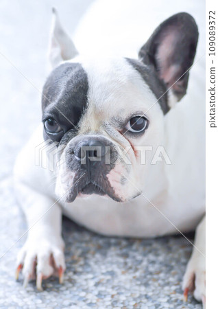 French bulldog , dog or frenchie French bulldog , dog or frenchie 109089372